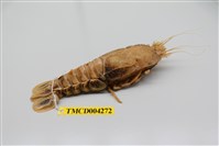 藏品(盲眼多螯蝦)的圖片